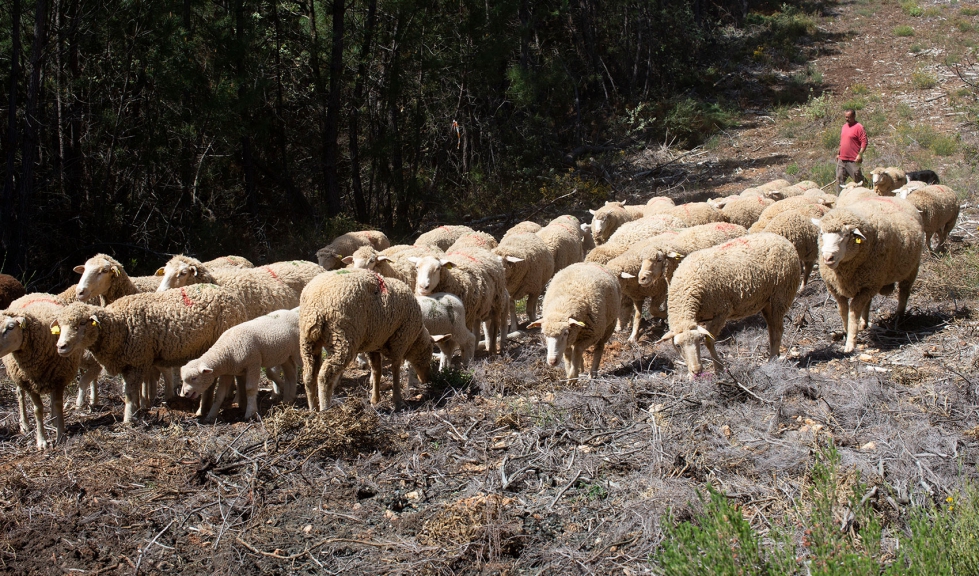 Un rebao de ovejas avanza por el campo en compaa de un pastor