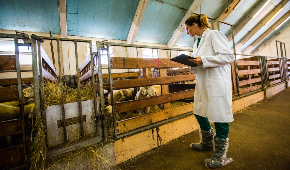 Una veterinaria revisa el estado del ganado en una explotacin ovina