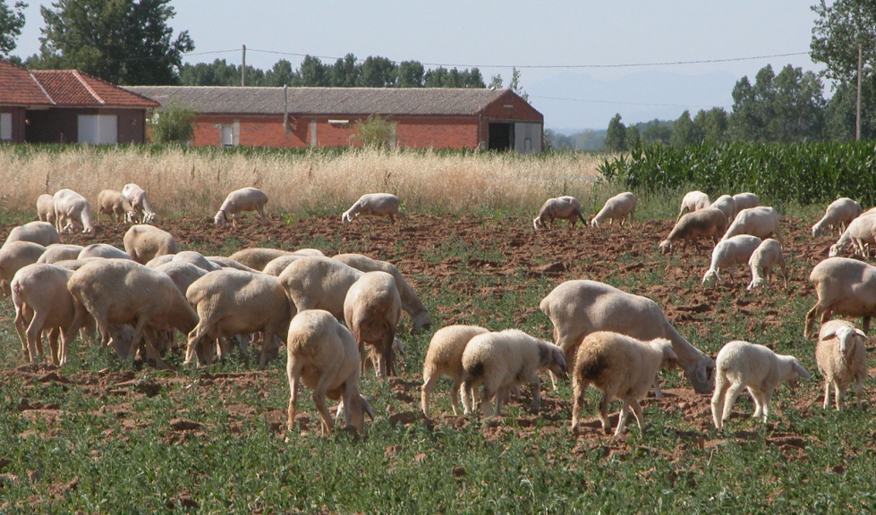 Un reba�o de ovejas pasta en Castilla y Le�n