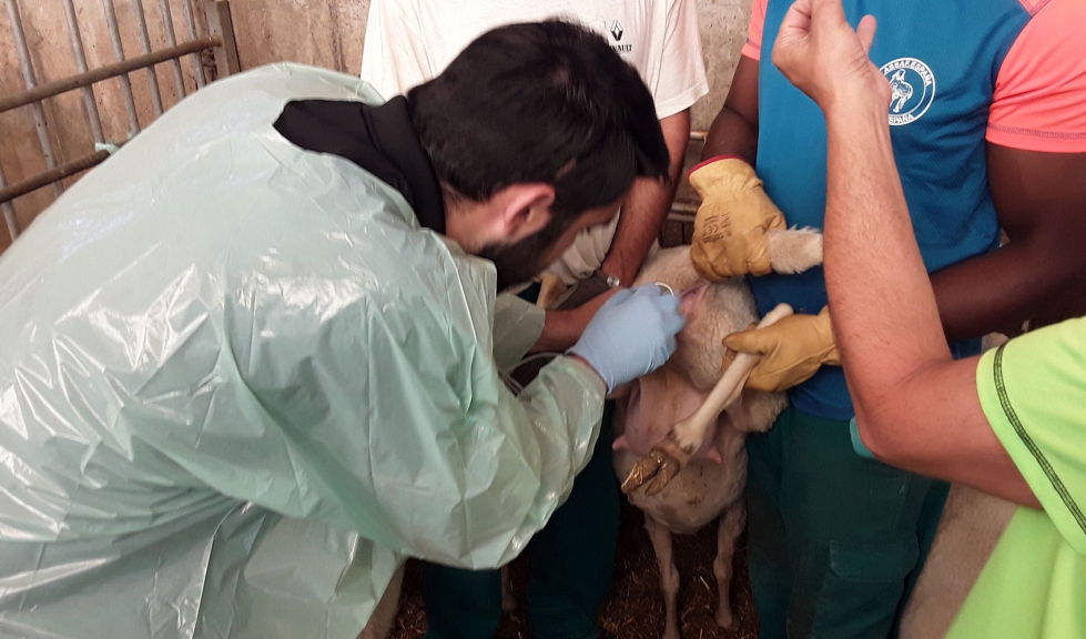 Prctica de inseminacin artificial con una oveja en las instalaciones de Ovign