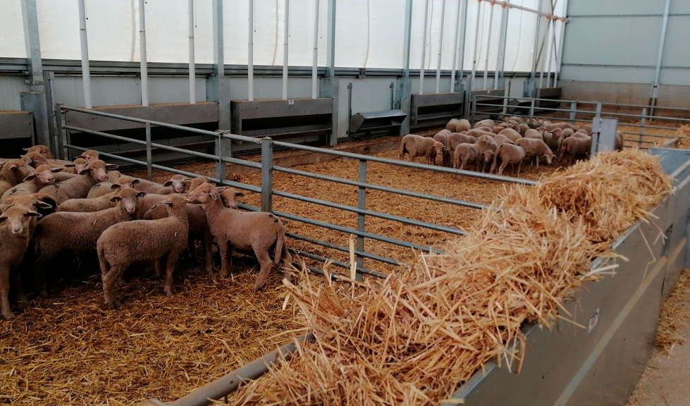 Instalaciones del centro de tipificacin de corderos de CorSevilla