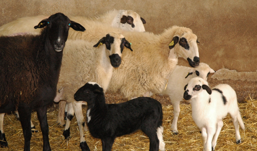 Ovejas y corderos de raza Churra en una explotacin ganadera