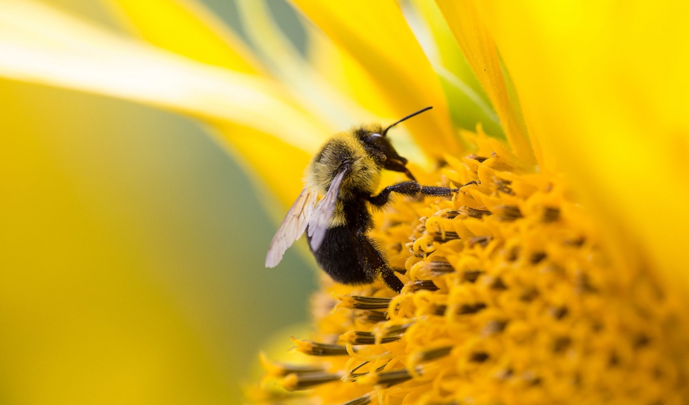 Detalle de una abeja en una flor