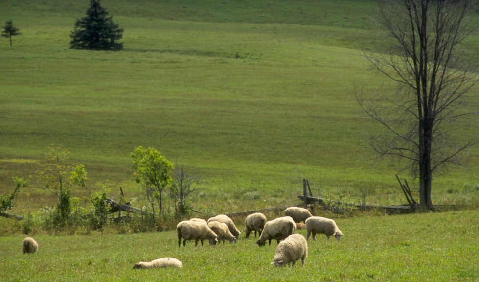 El pastoreo supone un riesgo para la infeccin de nematodos gastrointestinales