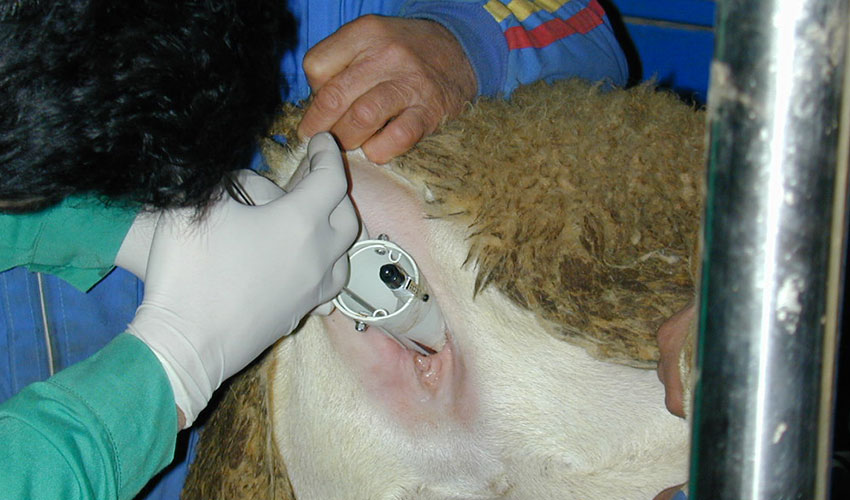 Inseminacin artificial en oveja de raza Manchega