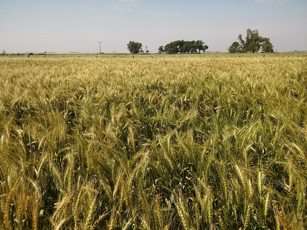 Sin que todava se hayan emitido informes o elaborado estudios que demuestren un impacto negativo del cultivo de trigo HB4 en el ecosistema...