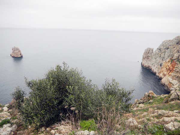 Olivo silvestre en las Islas Medas, un archipilago situado en el mar Mediterrneo