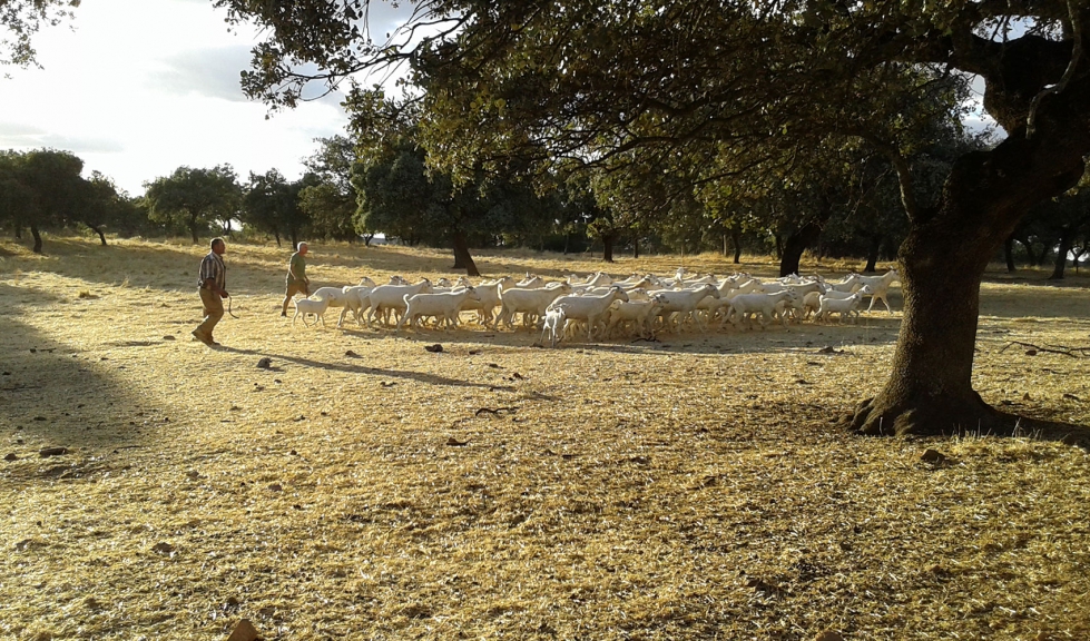 Un rebao de Blanca Andaluza o Serrana en el campo