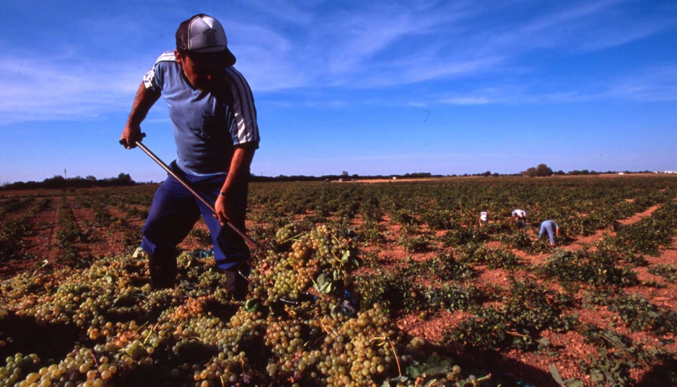 El 50% de la superficie de viedos de toda Espaa est en esta zona de La Mancha