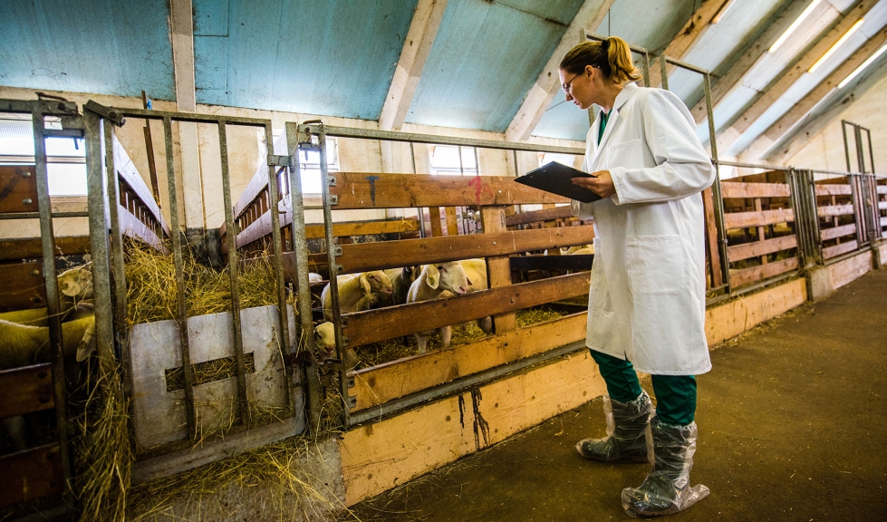 Una veterinaria trabaja en una explotacin ovina