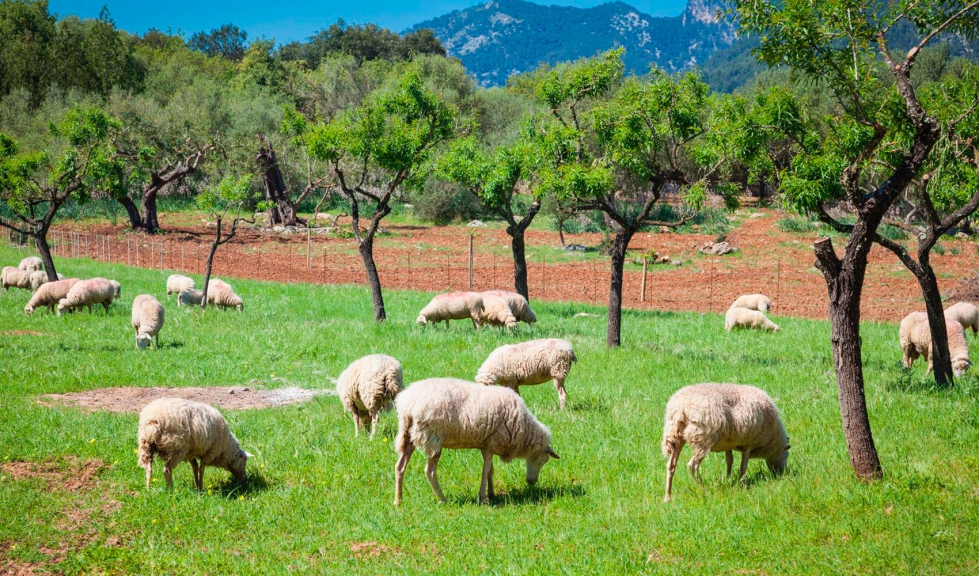 Reba�o de ganado ovino en las Islas Baleares