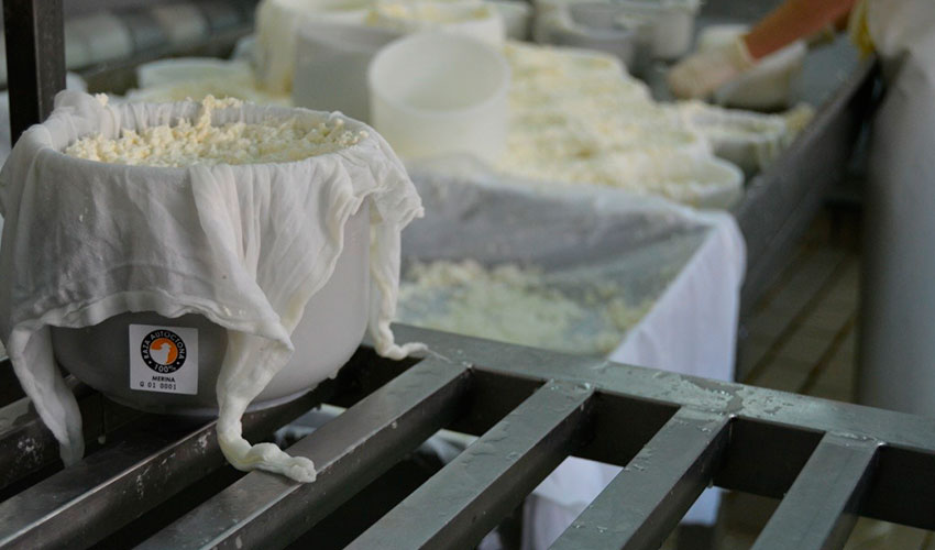 Cuajada de quesos elaborados con leche de raza Merina