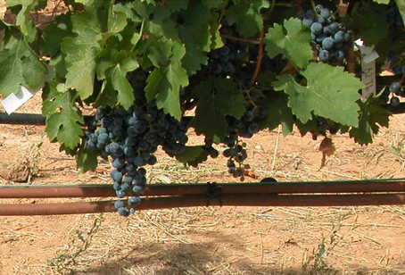 La riqueza gentica en el viedo es esencial para garantizar el futuro del sector vitivincola con el cambio climtico...