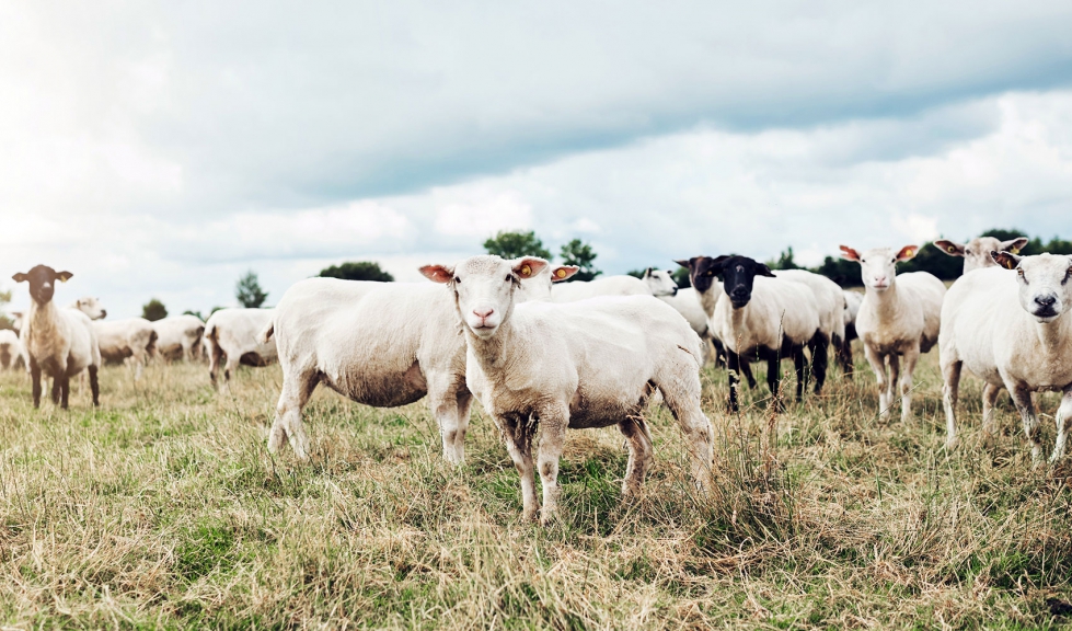 Rebao de ovejas de raza Suffolk en Reino Unido