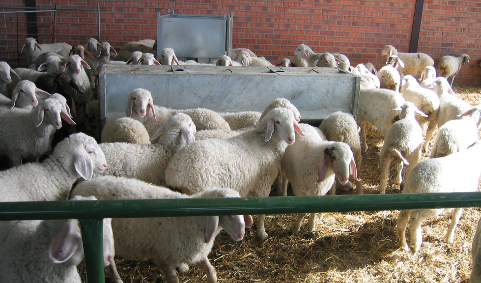 Corderos en una explotacin intensiva ovina