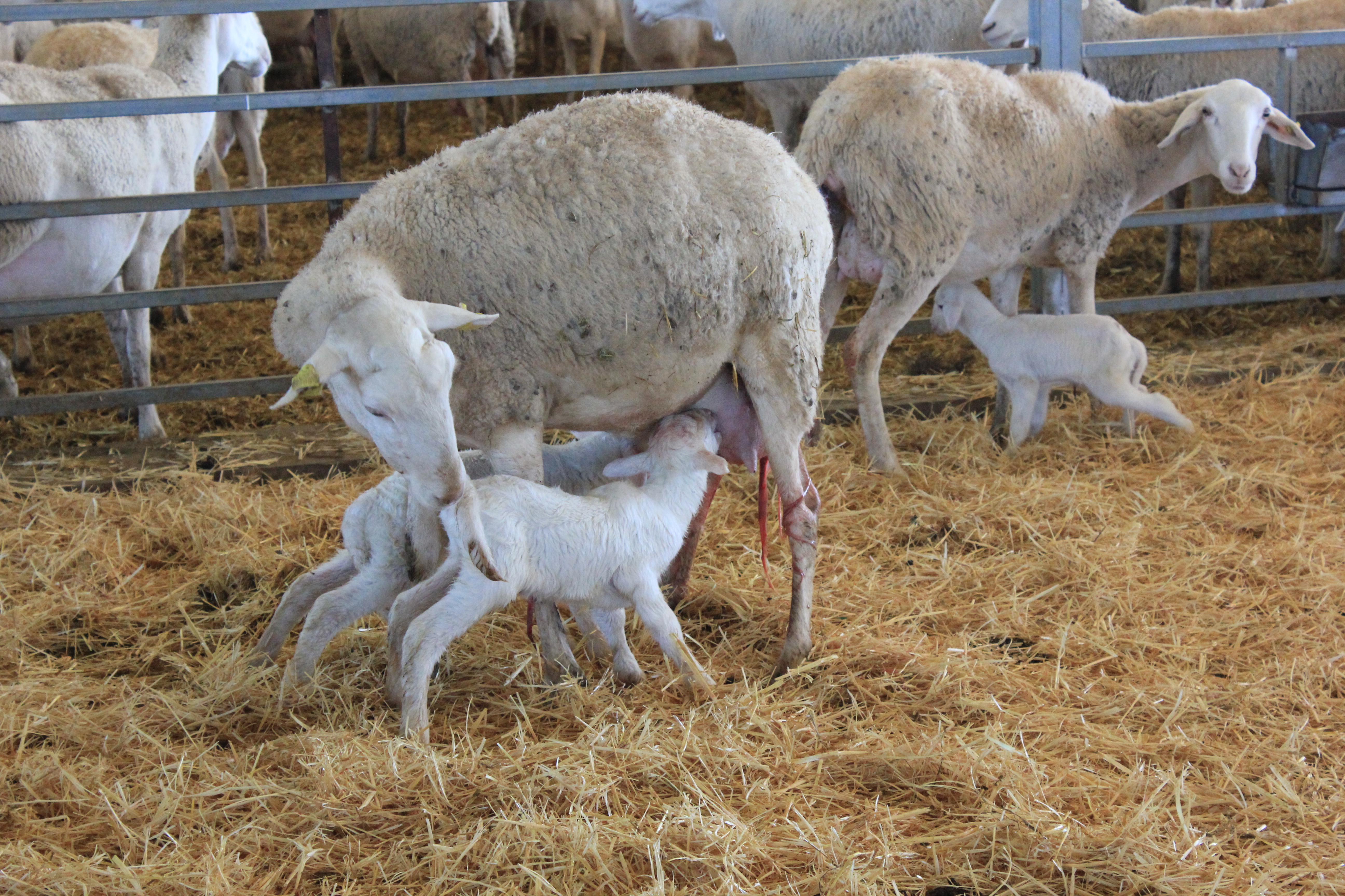 Instalaciones de una graja de ovino manchego en Ciudad Real