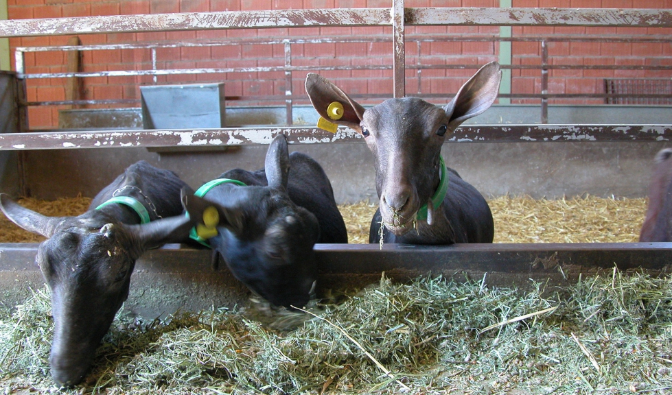 Varias cabras de raza Murciano-Granadina se alimentan en una explotacin intensiva
