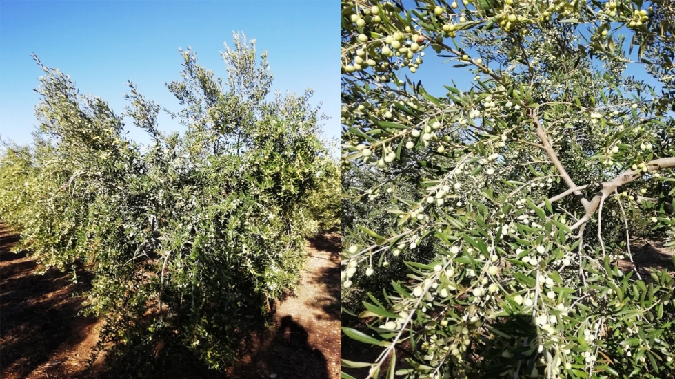 Figura 2. Aspecto del olivar tratado con azufre Sultech en el momento de la cosecha