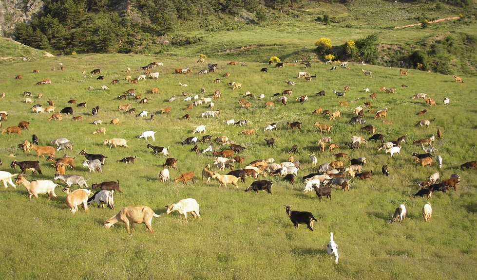 Rebao de cabras en pastos de zona de montaa