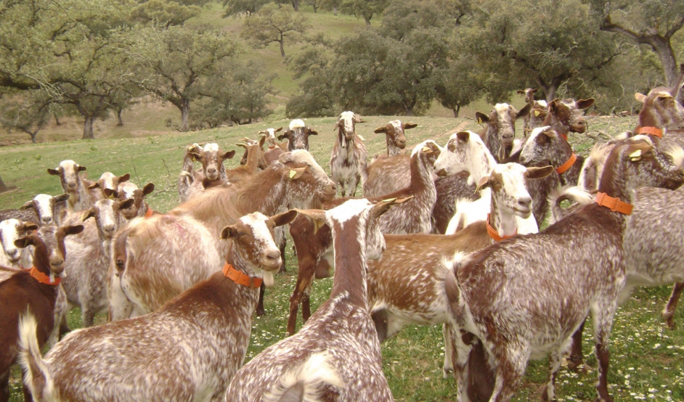 Rebao de cabras de raza Florida