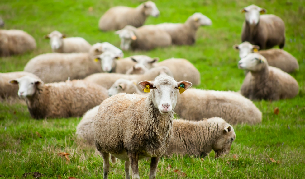Grupo de ovejas en un pasto