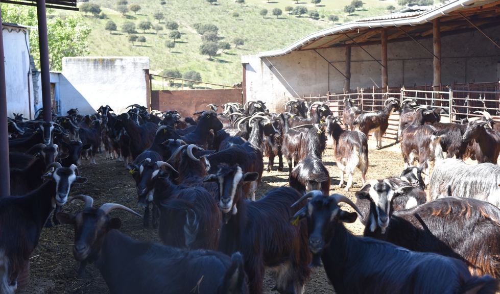 La vacunaci�n es una de las herramientas m�s importantes para el control de la enfermedad