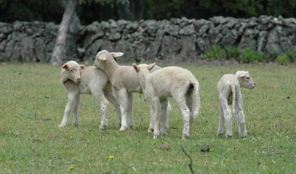 Corderos pastoreando