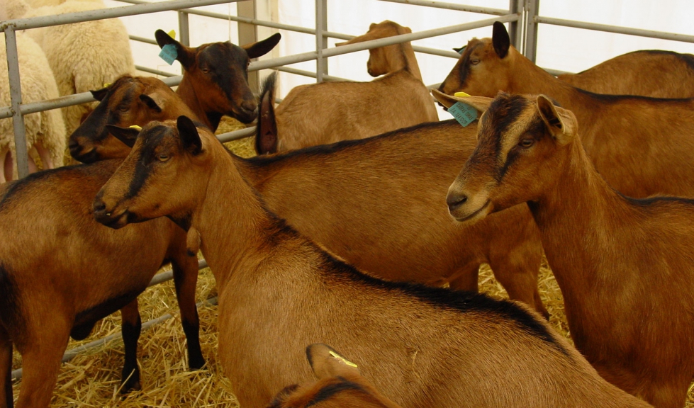 Cabras de raza Alpina