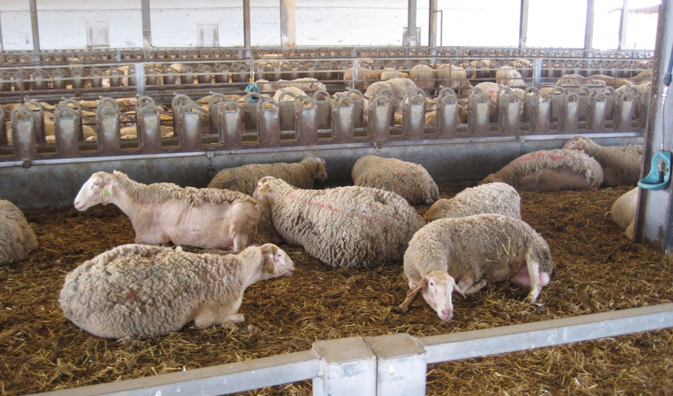 Explotacin ovina en la Comunidad Valenciana