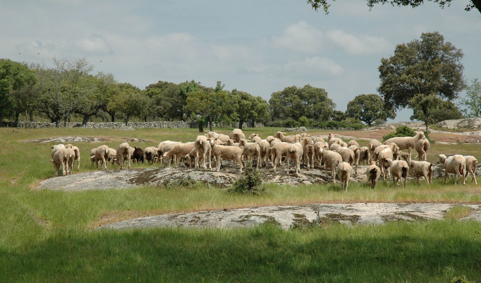 Rebao de ovino en el campo