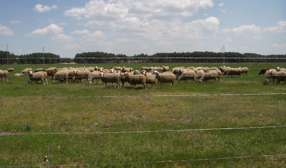 Rebao de ovejas en el campo