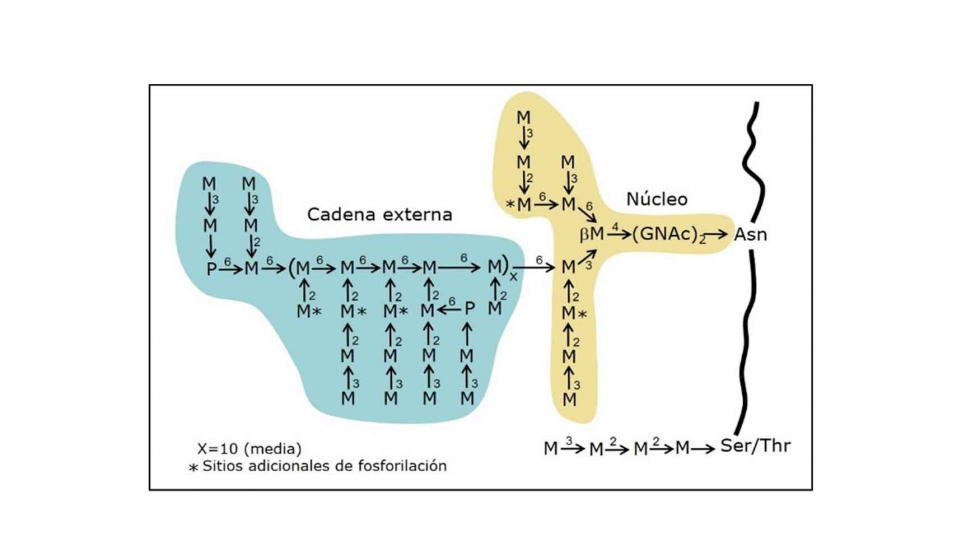 Figura 2. estructura de las cadenas glucdicas de las manoprotenas en S...