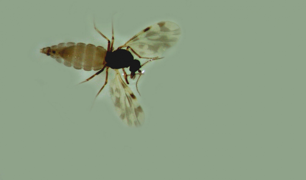 Imagen del mosquito Culicoides, vector de la enfermedad