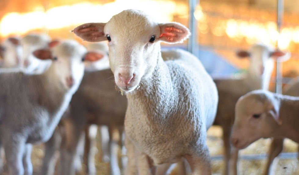 Ovipiel trabajar en la comercializacin de piel de ovejas de raza Merina