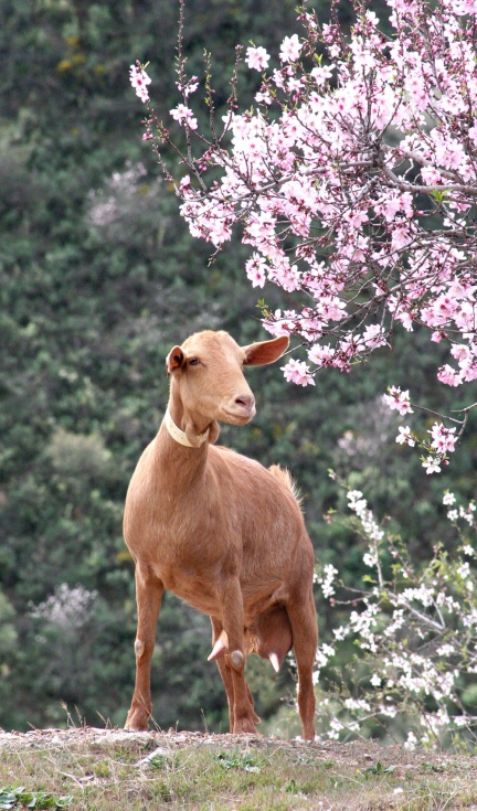 Cabra de raza Malague�a en el campo