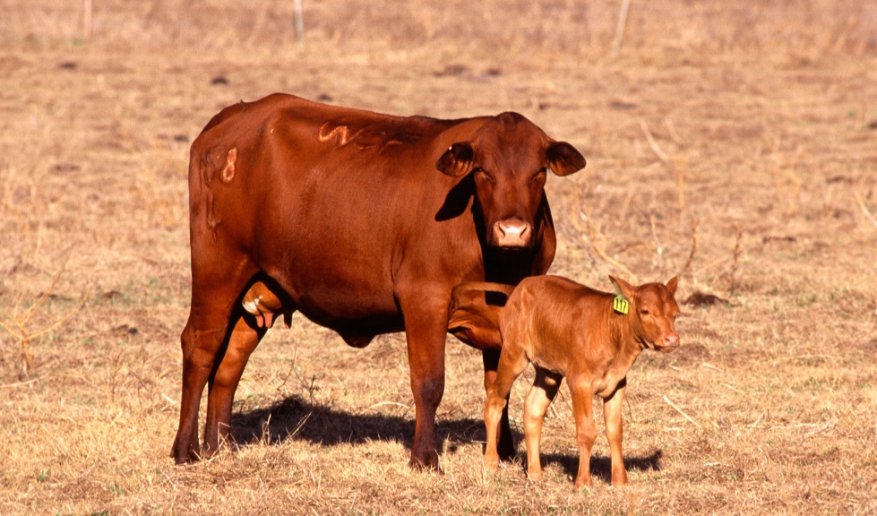 Vaca nodriza con su cra en el campo