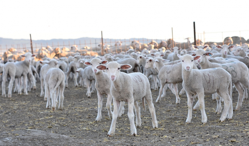 Corderos de raza Merina en el campo