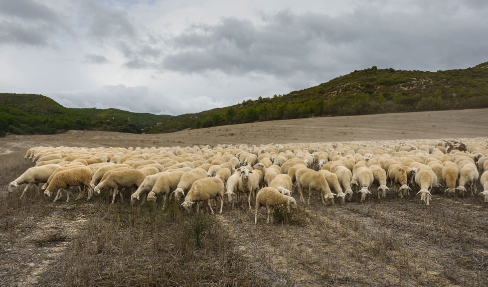 Rebao de Rasa Aragonesa en el campo