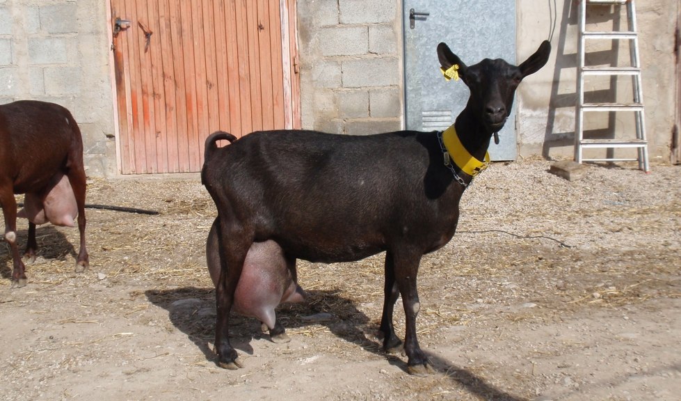 Cabra de raza Murciano-Granadina