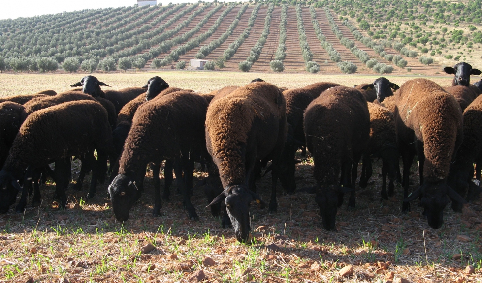 Rebao de oveja Manchega de variedad Negra