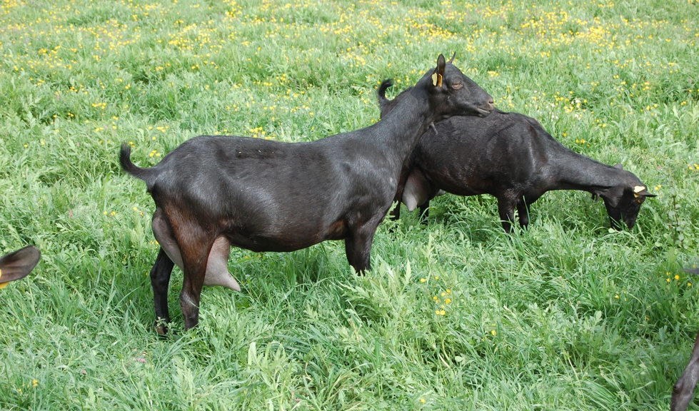 Cabras de raza Murciano-Granadina en el campo