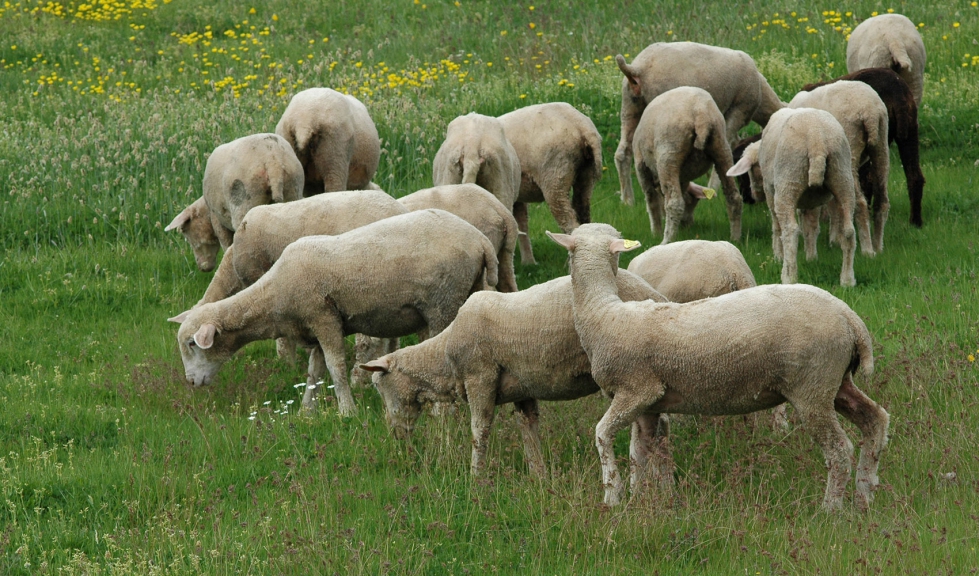 Grupo de corderos en un sistema productivo de dehesa