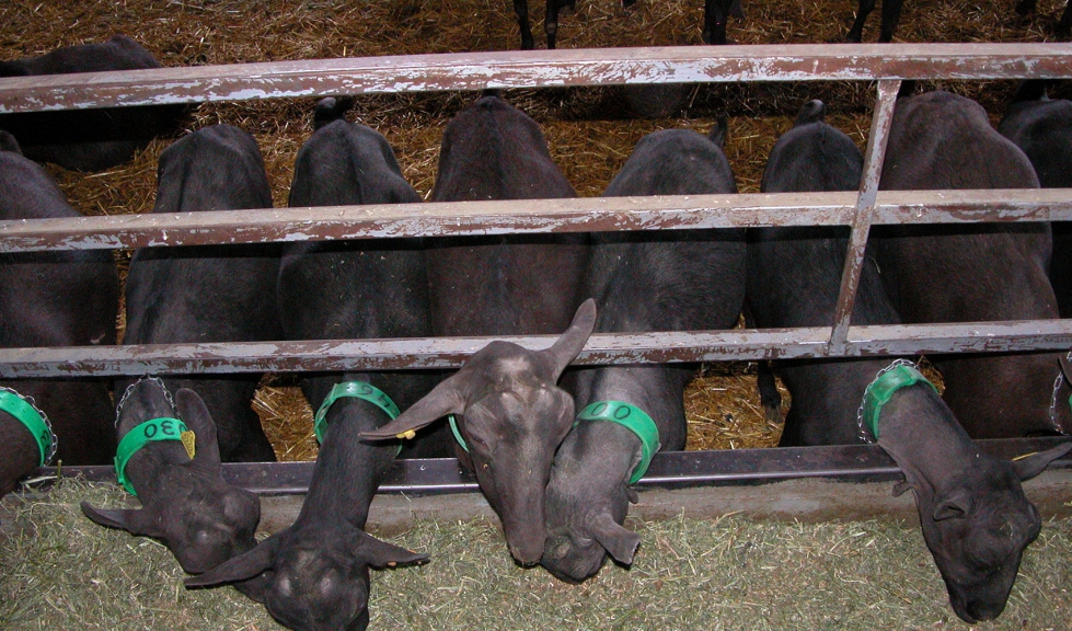 Cabras de raza Murciano-Granadina tomando unifeed en una explotacin ganadera