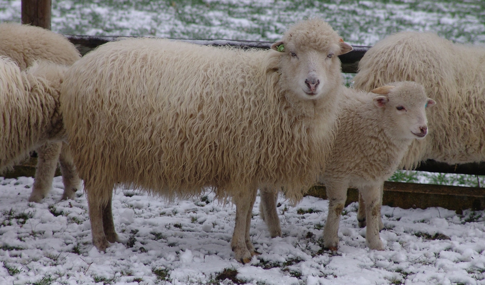 Ejemplares de oveja Gallega, raza que ha sido analizada en este estudio