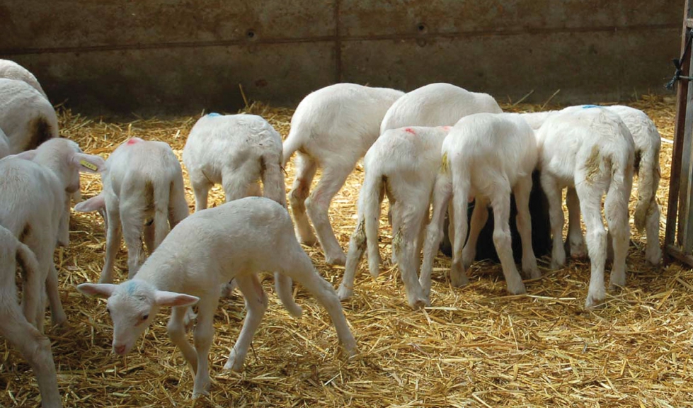 Corderos para la produccin de carne