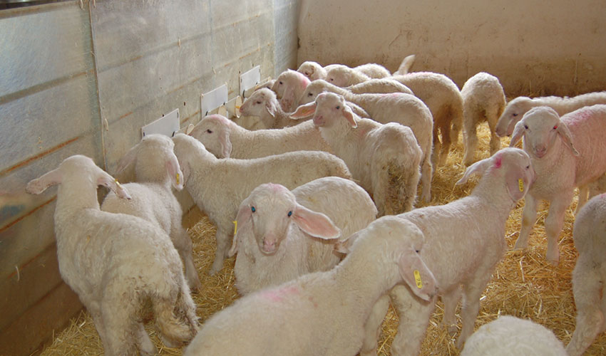 Corderos de raza Assaf en una explotacin ovina