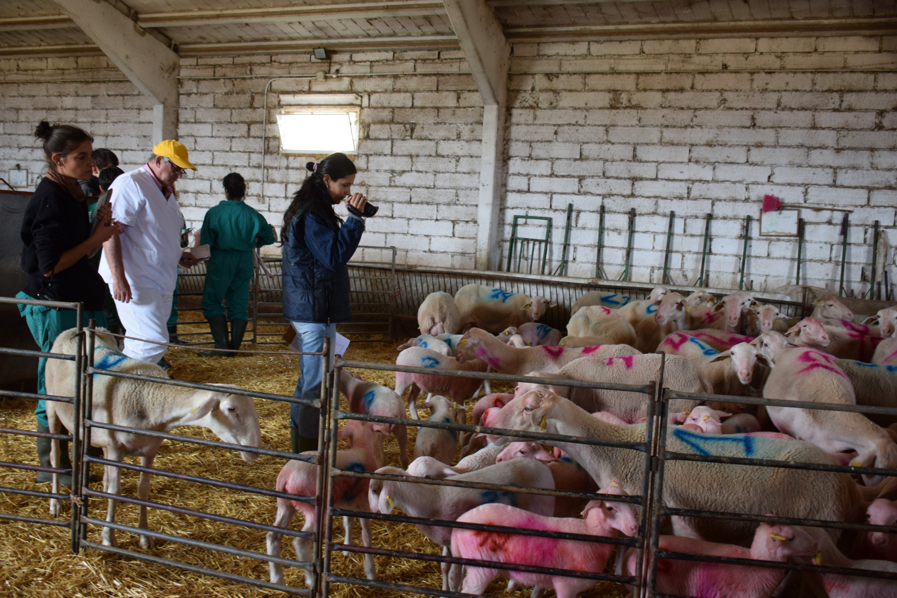 Evaluacin del comportamiento de corderos y ovejas en una granja de ovino
