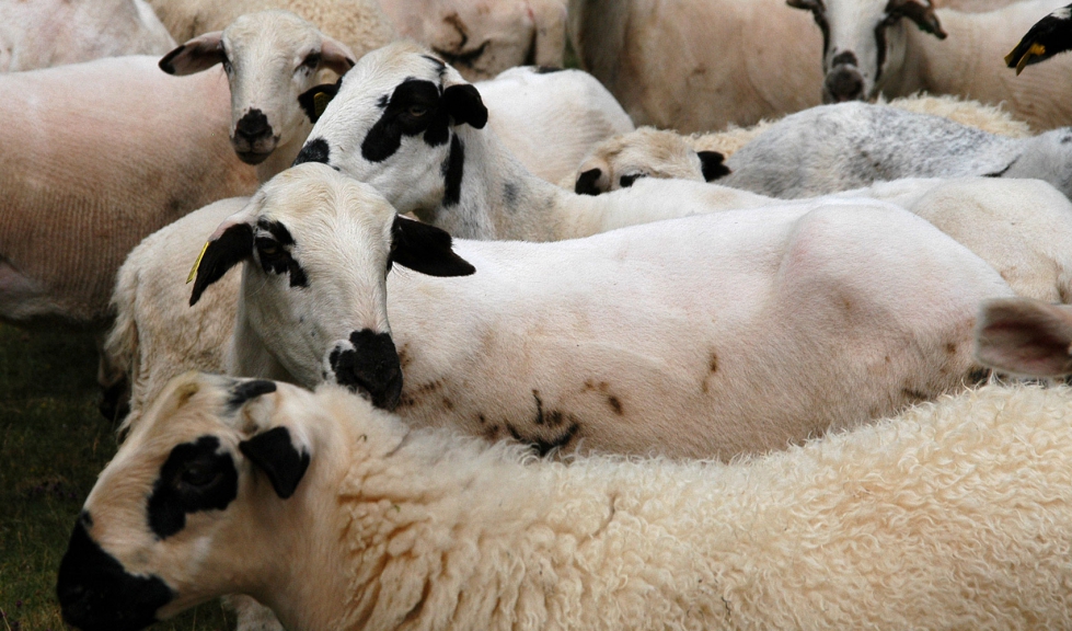 Ejemplares de ganado ovino en La Rioja