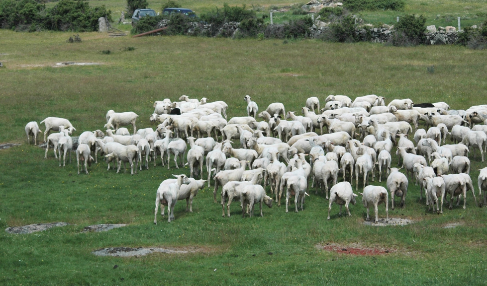 Rebao ovino en el campo