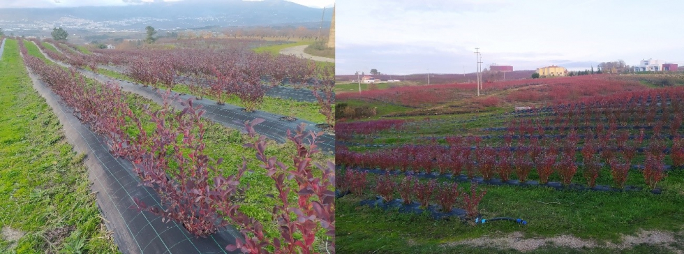 Fig. 1. Ejemplos de cultivos de arndano en la regin de Beira Interior (Portugal)...